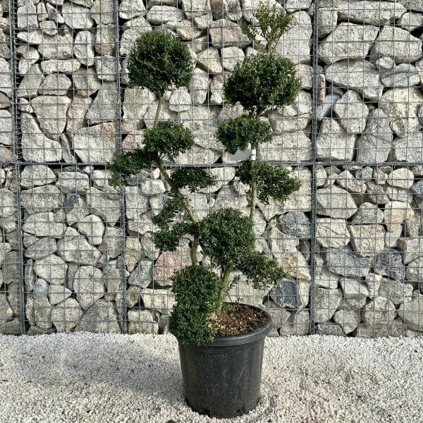 Ilex Crenata Kinme Cloud Tree H0185 - 8975802B FD2D 48D7 BD08 0D10312385B2 scaled