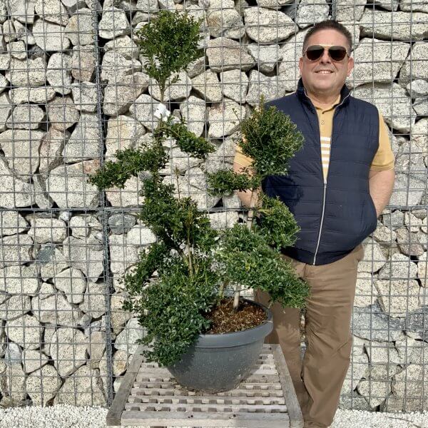 Ilex Crenata Kinme Cloud Tree H086