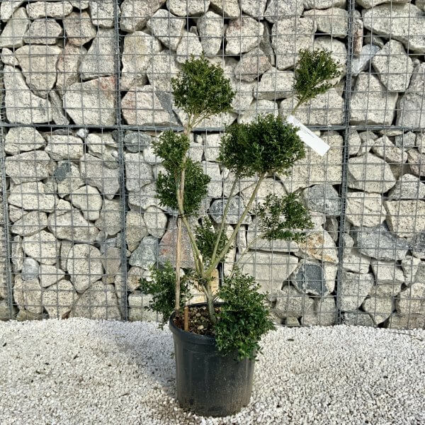 Ilex Crenata Kinme Pom Pon Cloud Tree H123 - 89A32562 2E84 4C89 B596 F1B48CA3F555 scaled