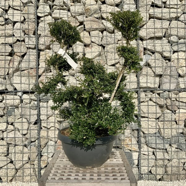 Ilex Crenata Kinme Cloud Tree H217 - 89E7B45C 5778 4AA4 81FB E66E987C7AD9 scaled