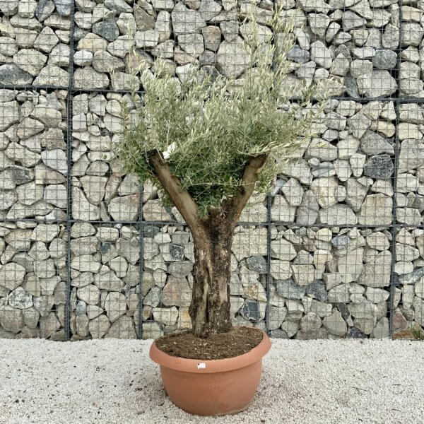 Olive Tree Gnarled XXL Natural Crown (In Patio Pot) H393 - 8A65253F 3148 44F5 84C5 7BC46ADA8CA1 1 105 c