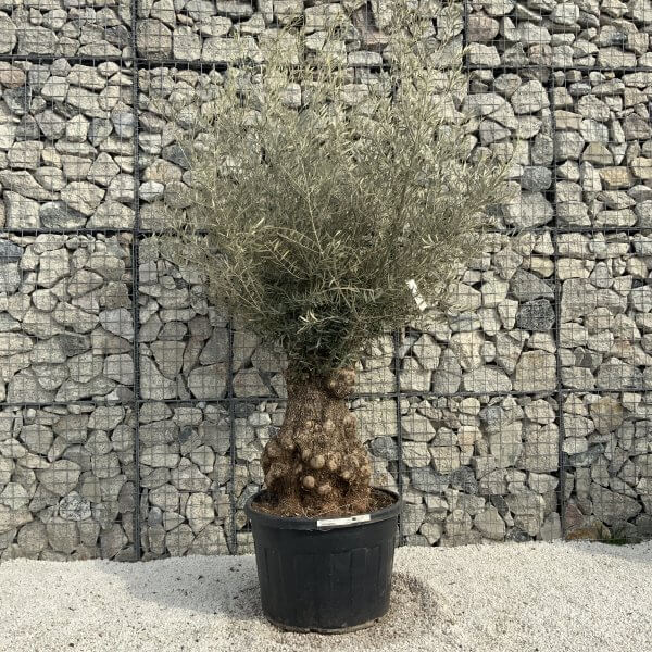 Gnarled Olive Tree XXL (Ancient) H360 - 8B0D110A 0568 412D 80BA 2FFF0BA47D8B scaled