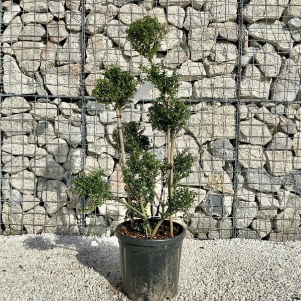 Ilex Crenata Kinme Pom Pon Cloud Tree H128 - 8B4C1E55 E0A6 43C9 9916 FC1C35715921 1 105 c