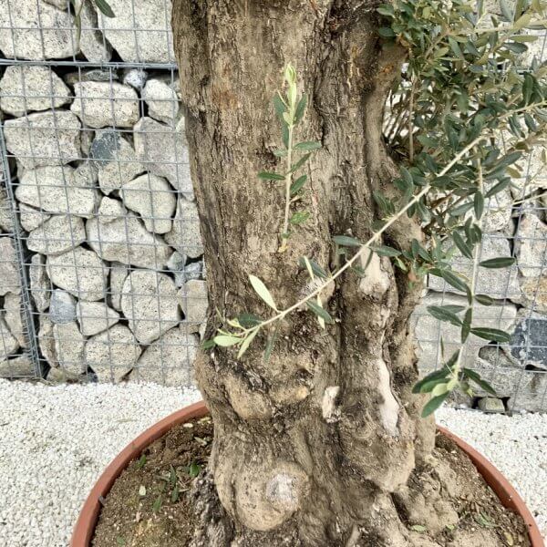 Olive Tree Gnarled XXL Natural Crown (In Patio Pot) H466 - 8B554C04 62FF 4A4A AFEA 152B777CA737 1 105 c