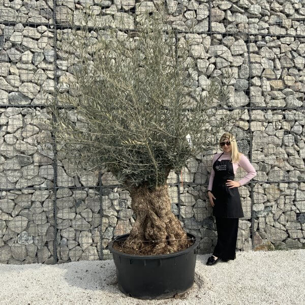 Gnarled Olive Tree XXL (Ancient) H377 - 8BAE1BE9 0E45 4BE1 998D 4C5F32EED0DE scaled
