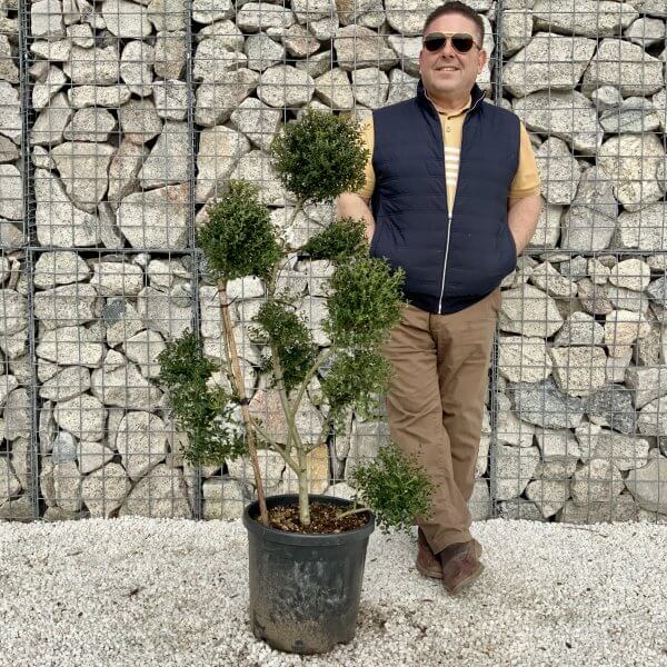 Ilex Crenata Kinme Pom Pon Cloud Tree H075