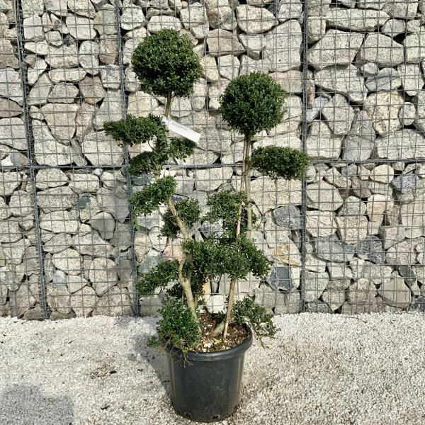 Ilex Crenata Kinme Cloud Tree H051 - 8C8D1905 F3A9 4585 BA3E 6F5591BB6FBC scaled
