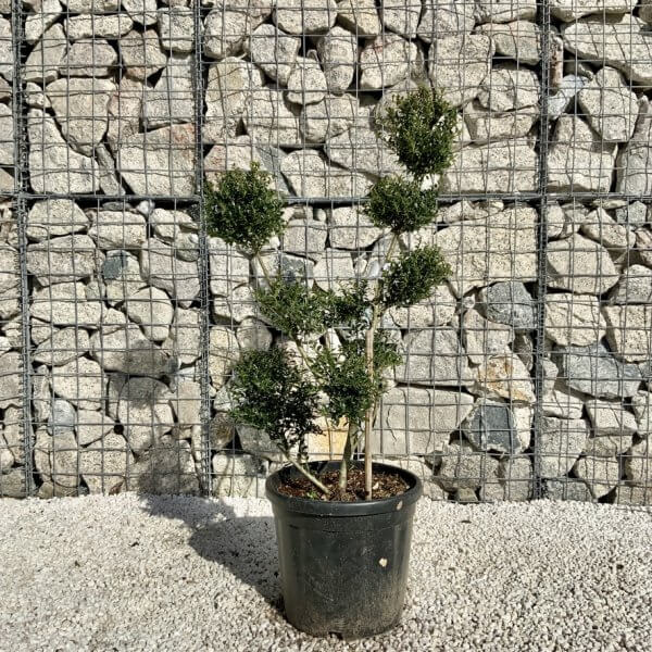 Ilex Crenata Kinme Pom Pon Cloud Tree H135 - 8D9D7E8E 4F66 438C BDB3 B3178777EFEA 1 105 c