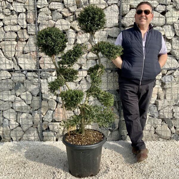 Ilex Crenata Kinme Cloud Tree H202