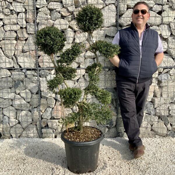 Ilex Crenata Kinme Cloud Tree H202 - 8DF5D9FB 94AA 46FD A6E4 6DC499D93531 scaled