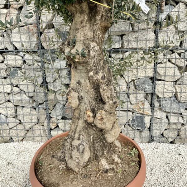 Olive Tree Gnarled XXL Natural Crown (In Patio Pot) H456 - 8E0ABA71 A60E 44FF 82FD 52EF39646767 1 105 c