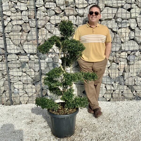 Ilex Crenata Kinme Cloud Tree H056 - 8E73793F 47E8 4DB8 BC1C 482B86EEA16E 1 scaled