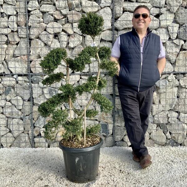 Ilex Crenata Kinme Cloud Tree H0197