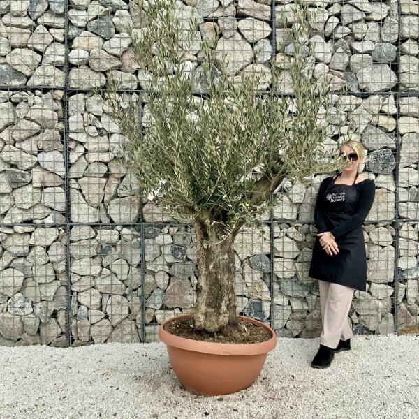 Olive Tree Gnarled XXL Natural Crown (In Patio Pot) H413 - 8EE06011 2516 4667 81AB 0C7D0DAD0F99 scaled