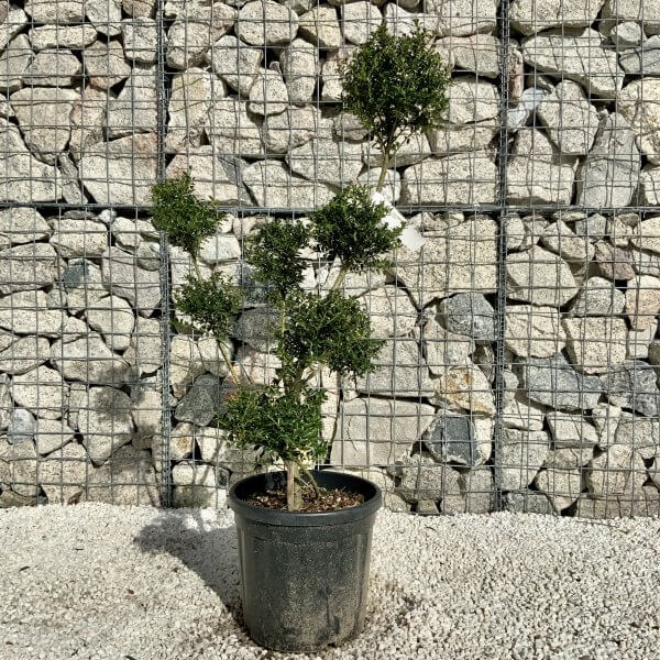 Ilex Crenata Kinme Pom Pon Cloud Tree H159 - Image 2
