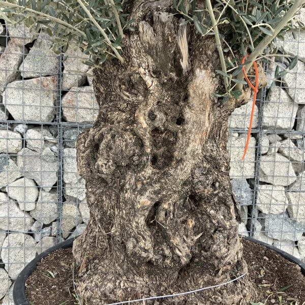 Gnarled Olive Tree XXL (Ancient) H318 - 8FFAA640 5CF8 4A4A A4E0 9EAAE99D656D scaled