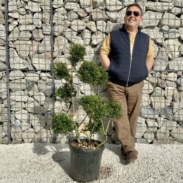 Ilex Crenata Kinme Pom Pon Cloud Tree H150 - 904D39BF E6A7 486F 9504 B711B3B5FEFB scaled