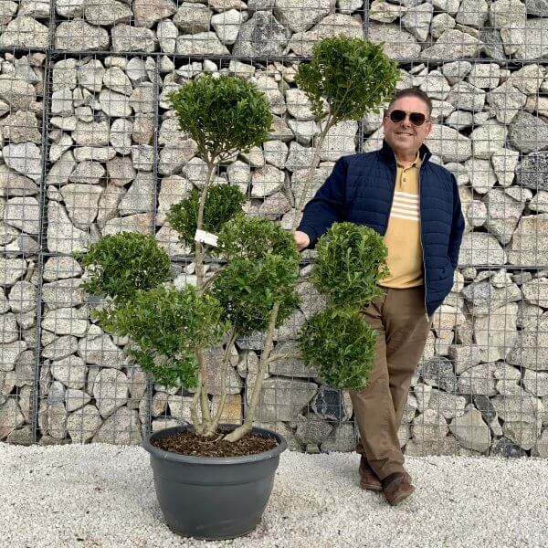 Ilex Maximowicziana Cloud Tree H032 - 90B0CA2A 008A 4FD8 9605 C58C2B3AAE40 scaled