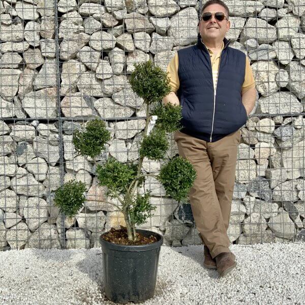 Ilex Crenata Kinme Pom Pon Cloud Tree H168 - 90E203A8 4329 4F6B 8E72 57CA0B66EFA7 scaled