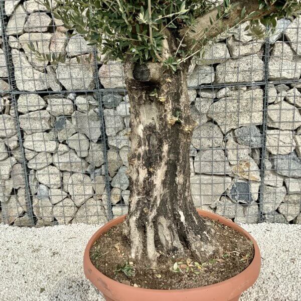 Olive Tree Gnarled XXL Natural Crown (In Patio Pot) H455 - 916B0E30 34AA 4265 9C89 58131A76E41D 1 105 c