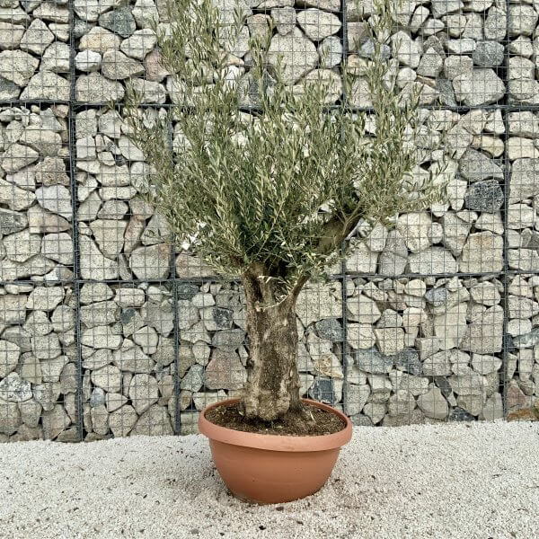Olive Tree Gnarled XXL Natural Crown (In Patio Pot) H413 - 919F753E 069E 4EED BDD7 2350F91BAA85 scaled