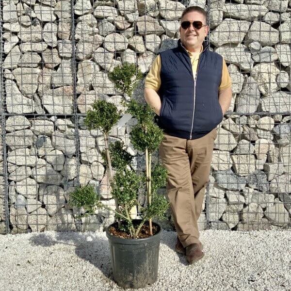 Ilex Crenata Kinme Pom Pon Cloud Tree H128 - 91A406B9 5B02 42B0 810B 0BB164819681 1 105 c