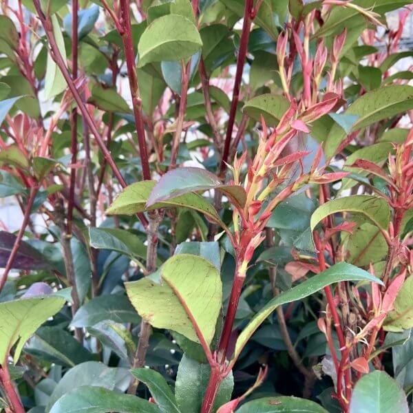 Photinia Red Robin Floating Cloud Tree 1.70 - 1.90 M (LARGE) - 91D00702 C245 4398 91D0 A41C65C3F95B scaled