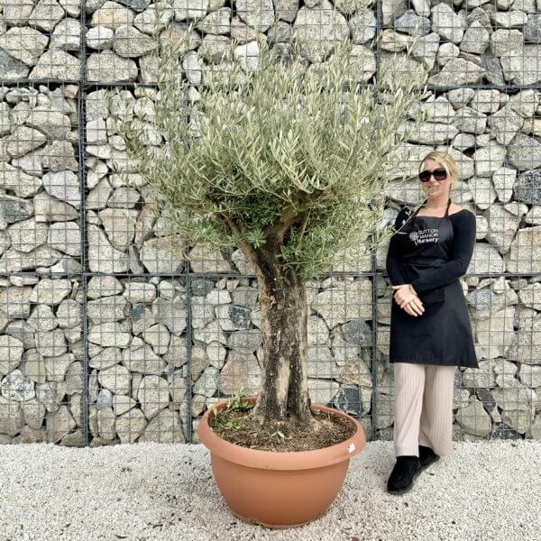 Olive Tree Gnarled XXL Natural Crown (In Patio Pot) H430 - 9264B1BF 406E 418B A4BF C731435E2DFB 1 105 c
