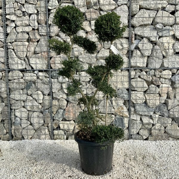 Ilex Crenata Kinme Cloud Tree H186