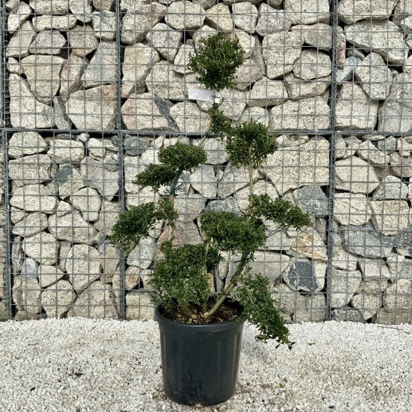 Ilex Crenata Kinme Cloud Tree H068 - 94E244B7 5D87 4977 BEF6 DCD286FF7DAD scaled