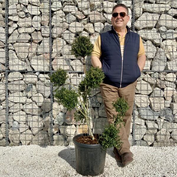 Ilex Crenata Kinme Pom Pon Cloud Tree H171 - 94E94D20 8B3B 46E6 9DE8 FEB9627A926A scaled