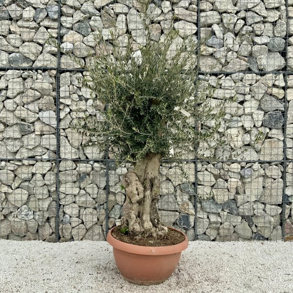 Olive Tree Gnarled XXL Natural Crown (In Patio Pot) H396 - 958668CD C7BE 4F2A A0E6 F7F83FAEAE31 scaled