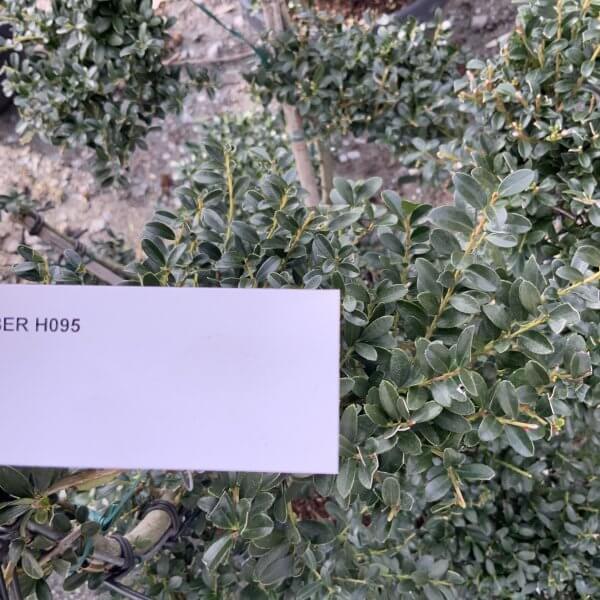 Ilex Crenata Kinme Cloud Tree H095 - 9595324C 2BB8 4704 874A 435D8F1B6E04 scaled