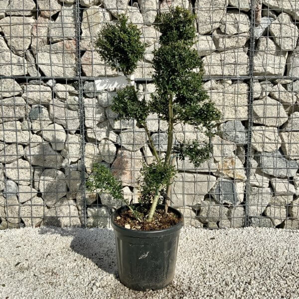 Ilex Crenata Kinme Pom Pon Cloud Tree H118 - 95B61153 6C20 4D6F 8E23 2E5C8BE9B34C 1 105 c