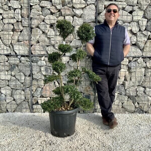 Ilex Crenata Kinme Cloud Tree H0181 - 96F1BAC1 CF04 46DE 8119 C92351B47FDA scaled