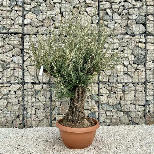 Olive Tree Gnarled XXL Natural Crown (In Patio Pot) H404 - 97CF71E5 A78A 4876 9187 DCD8CA925DEA scaled