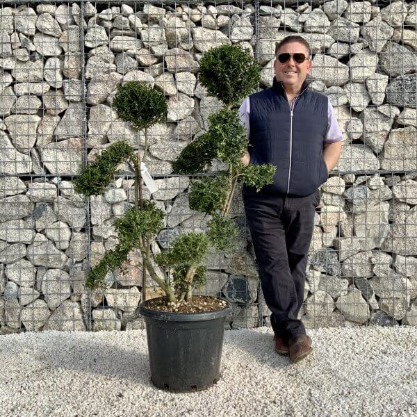 Ilex Crenata Kinme Cloud Tree H0173 - 984B5AEE C59D 4729 809F A8FB571A97DB scaled