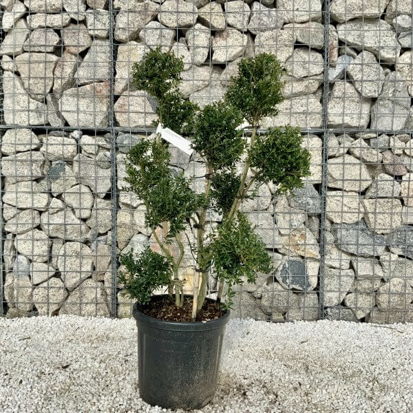 Ilex Crenata Kinme Pom Pon Cloud Tree H079 - 98B3F7CE 7448 4398 966E 84EBA2F15CE6 scaled