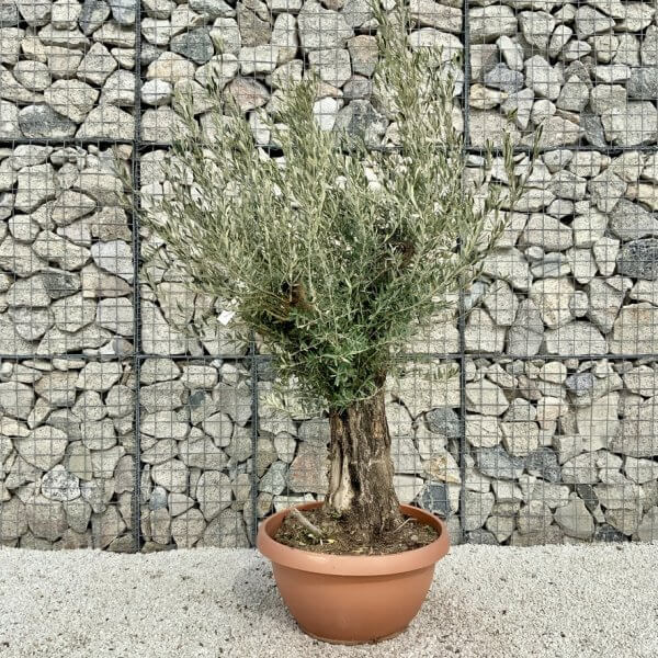 Olive Tree Gnarled XXL Natural Crown (In Patio Pot) H439 - 9932C54C 7623 448F 80DA FB317ECC2113 1 105 c