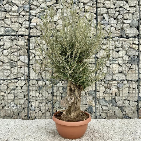 Olive Tree Gnarled XXL Natural Crown (In Patio Pot) H403 - 9994F69F 6984 4210 A7DE 83AF44EE2287 1 105 c