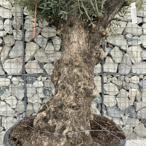 Gnarled Olive Tree XXL (Ancient) H316 - 99D53974 0936 4835 A6C8 D4D586C49520 scaled