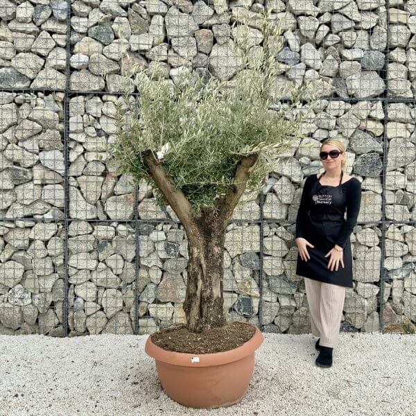 Olive Tree Gnarled XXL Natural Crown (In Patio Pot) H393 - 9A31072E 09DF 41AF AB98 C9600DEDEA24 1 105 c