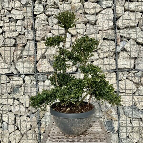 Ilex Crenata Kinme Cloud Tree H096 - 9B1B0D1B 3915 4516 BE26 0E0139762566 scaled