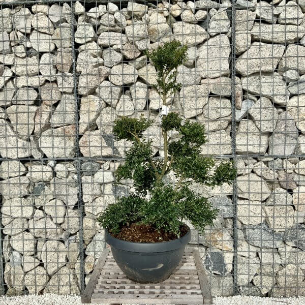 Ilex Crenata Kinme Cloud Tree H083 - 9C2DC4FE 100B 467F 9975 E5C36D9B2C3B scaled