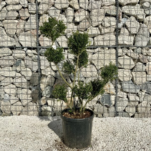 Ilex Crenata Kinme Pom Pon Cloud Tree H166 - 9C7AA209 5624 4D2A 9CC5 90F410E82723 scaled