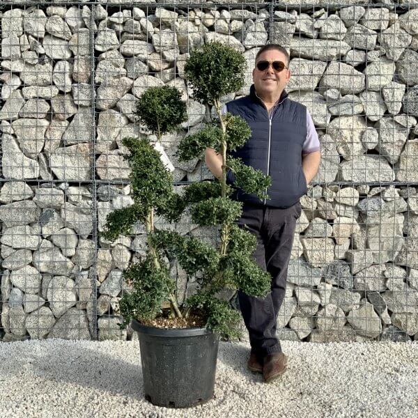 Ilex Crenata Kinme Cloud Tree H0175