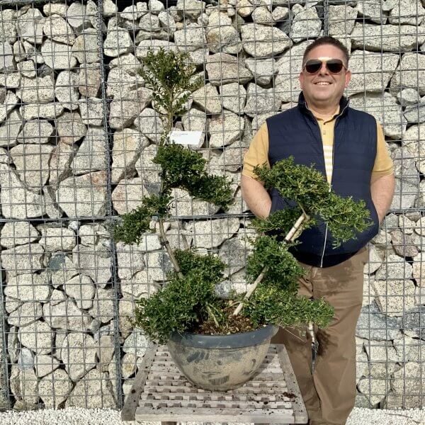Ilex Crenata Kinme Cloud Tree H090 - 9D136195 4DCC 4BE1 B698 DA930F16B7D9 scaled