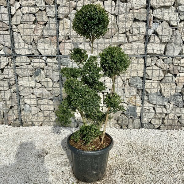 Ilex Crenata Kinme Cloud Tree H053 - 9D7903AF 41AB 410E 849A 42EA68D6EDF2 scaled