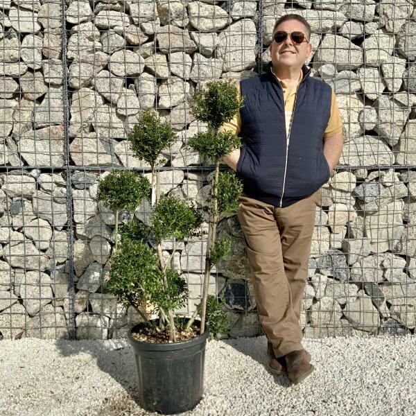 Ilex Crenata Kinme Pom Pon Cloud Tree H158