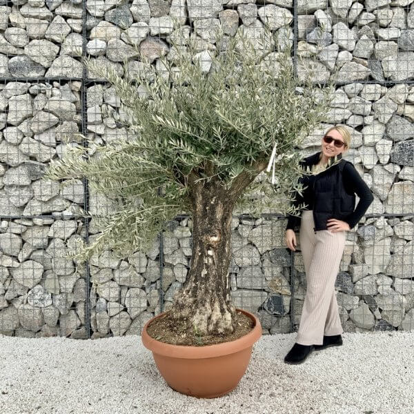 Olive Tree Gnarled XXL Natural Crown (In Patio Pot) H469 - 9E2AB118 210C 4850 B1F4 82E0F54AE83B 1 105 c